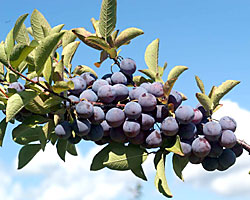 2005 berries ready to harvest