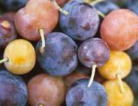 Beach plum fruit show a wide range of color variation.