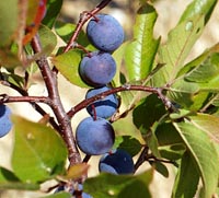 It is a native American fruit ...