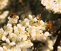 The flowers are pollinated by insects.